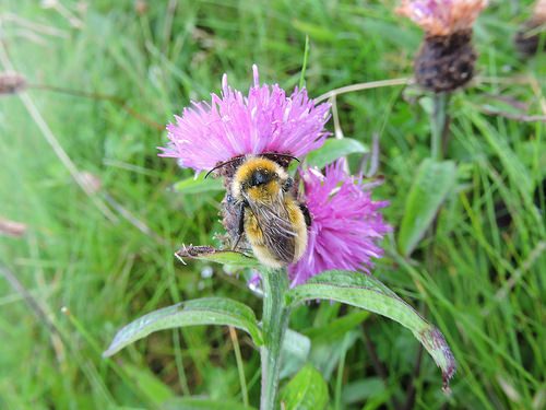 Bombus distinguendus