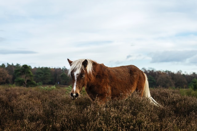 Pony grazing moorland