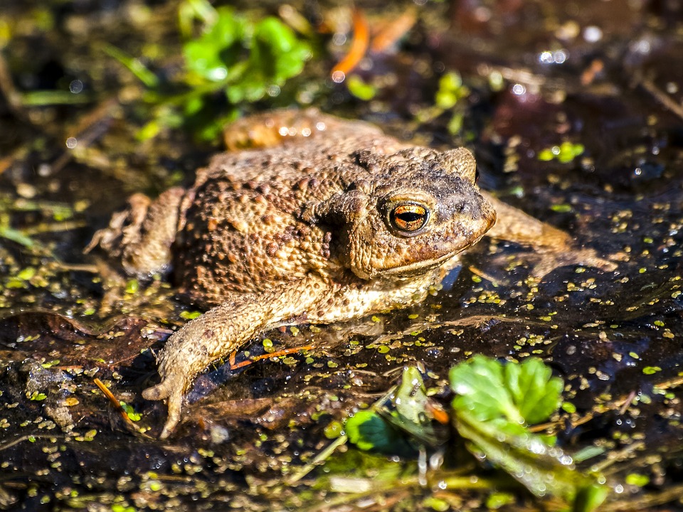 list of toad species