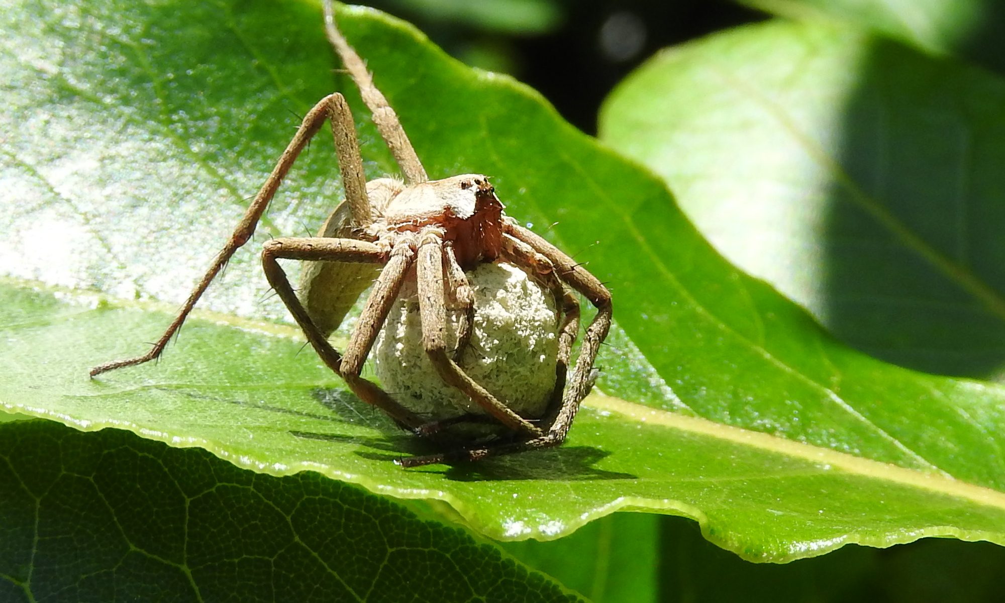 Nursery Web Spider (Pisaura mirabilis)